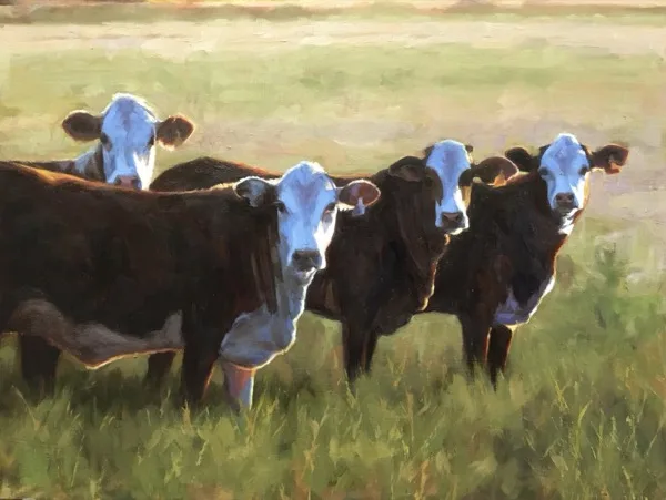 Curious Cows